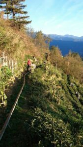 福壽山冬片採收