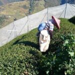 福壽山冬片採收