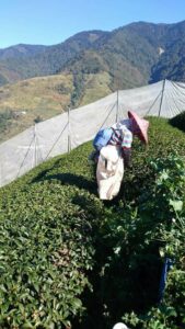 福壽山冬片採收