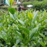 杉林溪 黑猪茶園