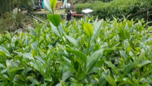 杉林溪 黑猪茶園