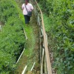 杉林溪 黑猪茶園