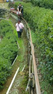 杉林溪 黑猪茶園