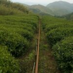 杉林溪 黑猪茶園