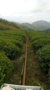 杉林溪 黑猪茶園