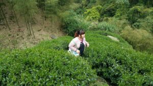 杉林溪 黑猪茶園