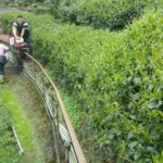 杉林溪 黑猪茶園