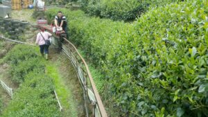 杉林溪 黑猪茶園