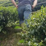 杉林溪 黑猪茶園