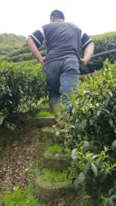 杉林溪 黑猪茶園