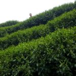 杉林溪 黑猪茶園