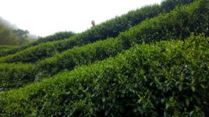 杉林溪 黑猪茶園