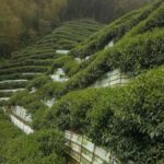 杉林溪 黑猪茶園