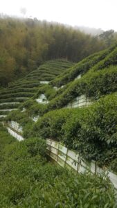 杉林溪 黑猪茶園