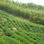 杉林溪 黑猪茶園