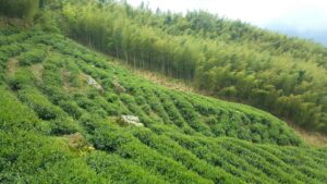 杉林溪 黑猪茶園