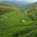 杉林溪 黑猪茶園