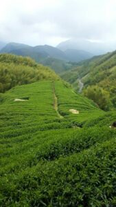 杉林溪 黑猪茶園