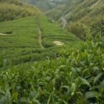 杉林溪 黑猪茶園