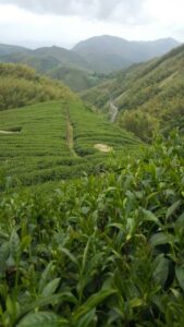 杉林溪 黑猪茶園