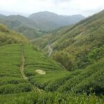 杉林溪 黑猪茶園