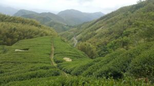 杉林溪 黑猪茶園