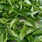 阿里山金萱茶(石棹)