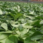 阿里山金萱茶(石棹)