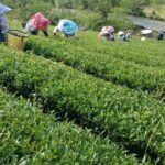 阿里山金萱茶(石棹)