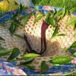 阿里山金萱茶(石棹)