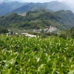 阿里山金萱茶(石棹)