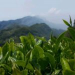 阿里山金萱茶(石棹)