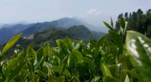 阿里山金萱茶(石棹)