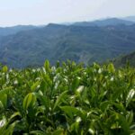 阿里山金萱茶(石棹)