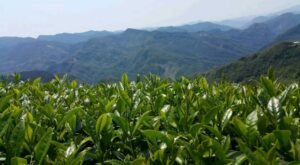阿里山金萱茶(石棹)
