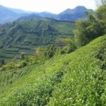 阿里山青心烏龍茶