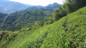 阿里山青心烏龍茶