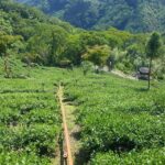 阿里山青心烏龍茶