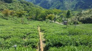 阿里山青心烏龍茶
