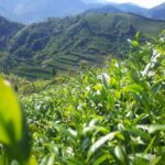 阿里山青心烏龍茶