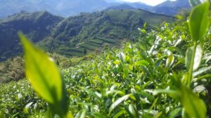 阿里山青心烏龍茶