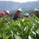 阿里山青心烏龍茶