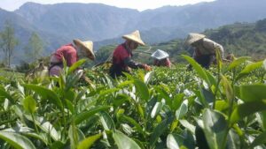 阿里山青心烏龍茶