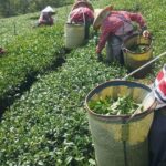 阿里山青心烏龍茶