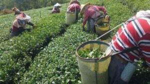 阿里山青心烏龍茶