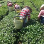 阿里山青心烏龍茶