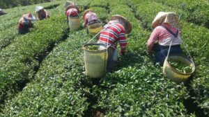 阿里山青心烏龍茶