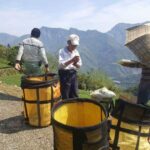 阿里山青心烏龍茶