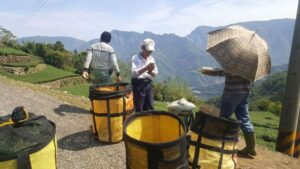 阿里山青心烏龍茶