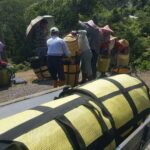 阿里山青心烏龍茶